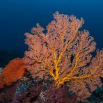 Knotenfächer im Licht