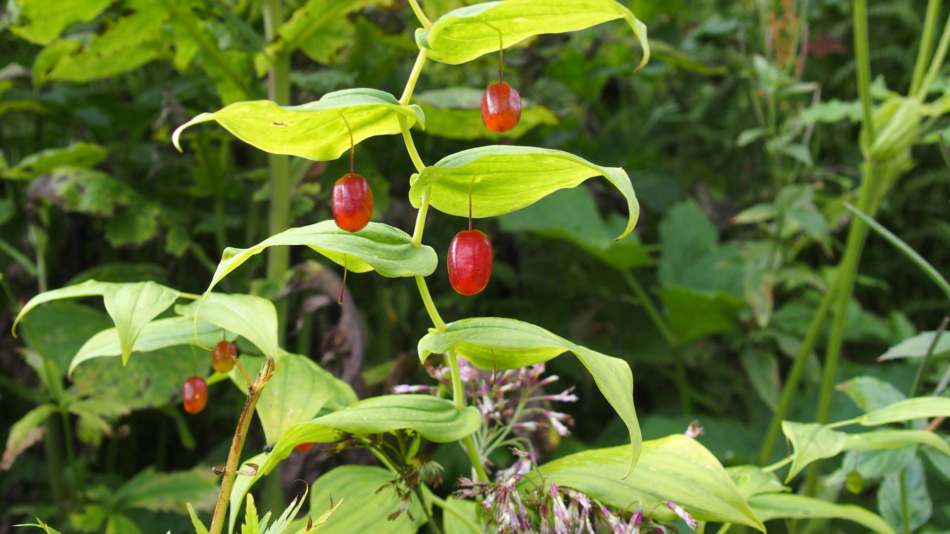 Knotenfuss 'Streptopus amplexifolius'