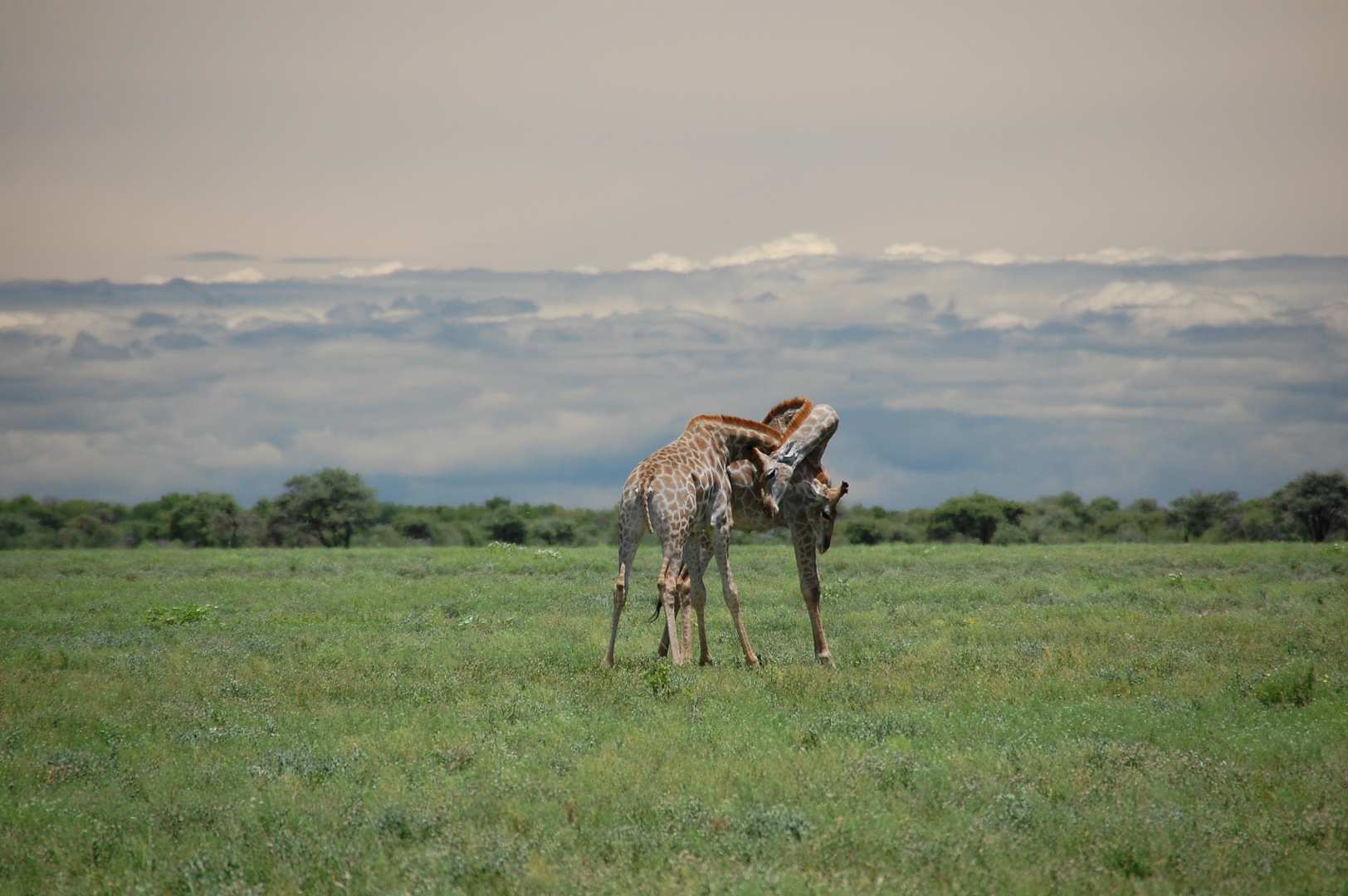 Knotengiraffen