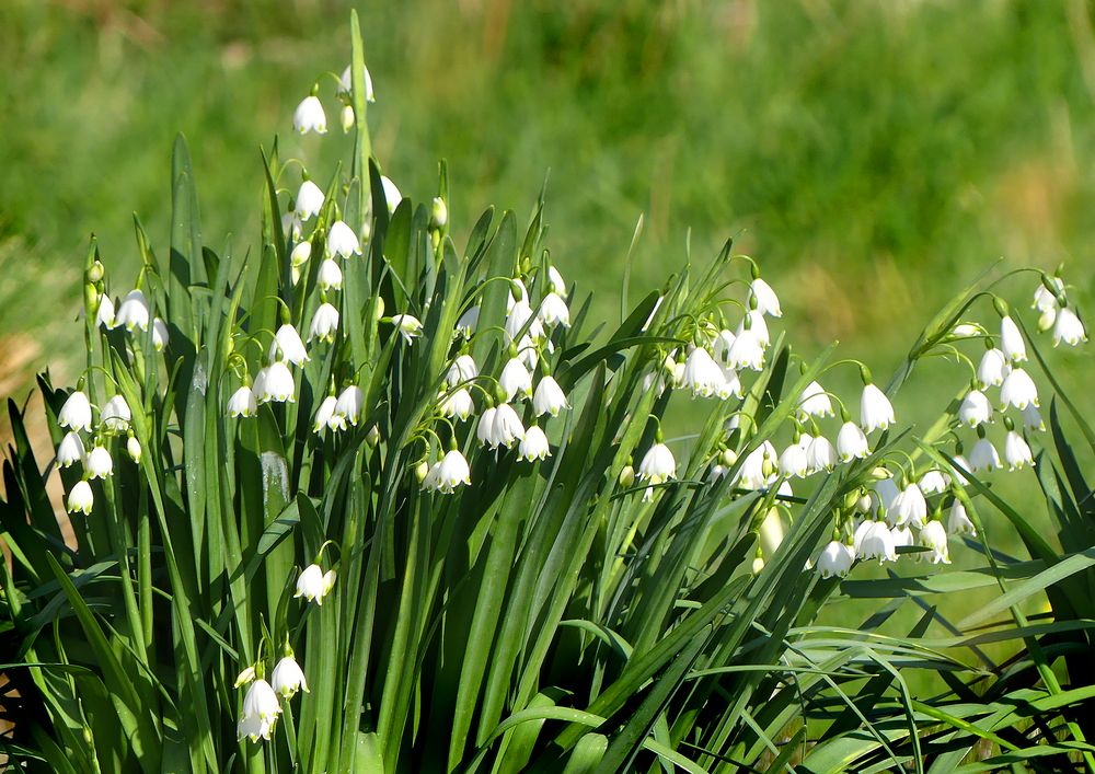 Knotenglöcklein