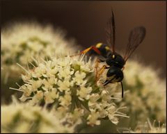 Knotenwespe an Waldengelwurz