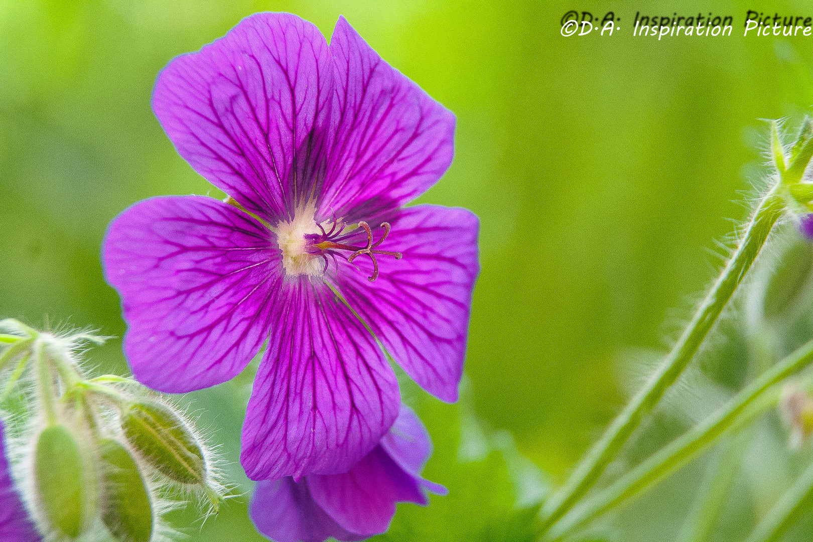 Knotiger Storchschnabel Geranium nodosum