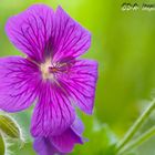 Knotiger Storchschnabel Geranium nodosum