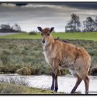 knowsley deer