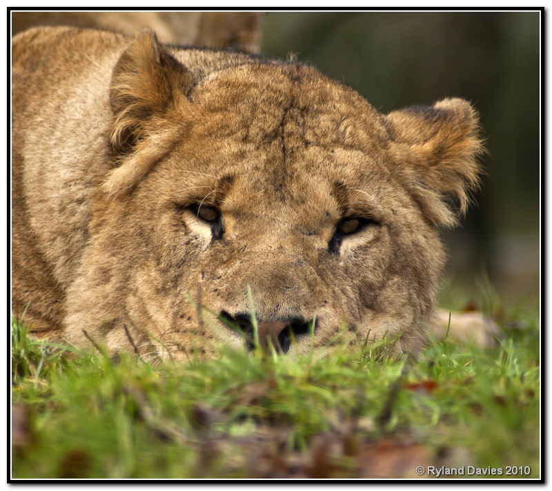 knowsley lion