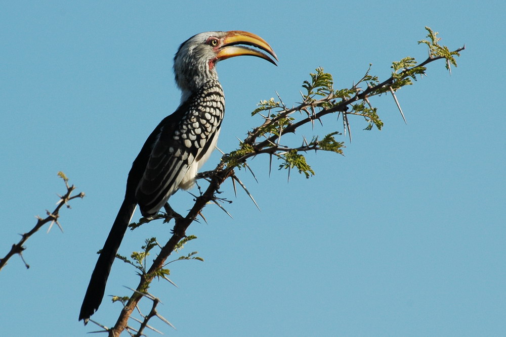 KNP - Gelbschnabeltoko