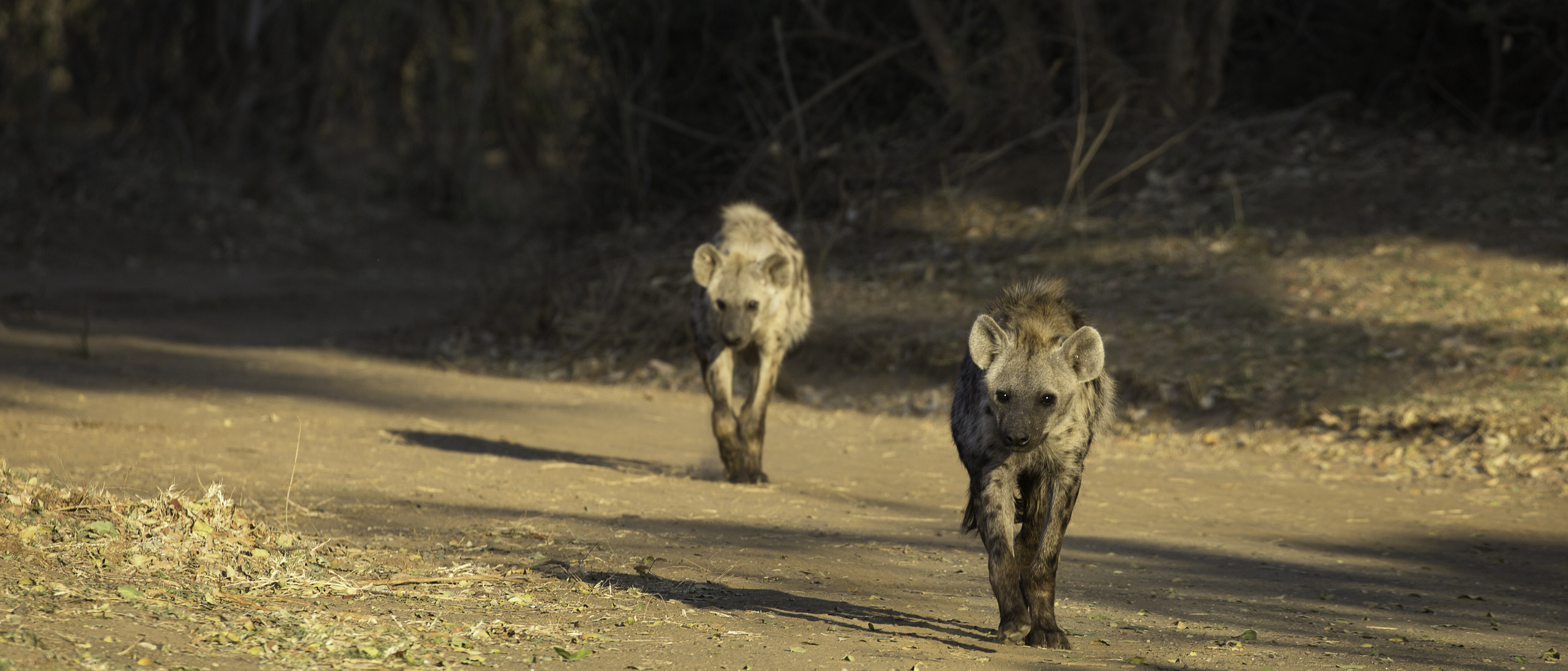 [ … KNP - Hyänen -Hyenas ]