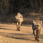 [ … KNP - Hyänen -Hyenas ]