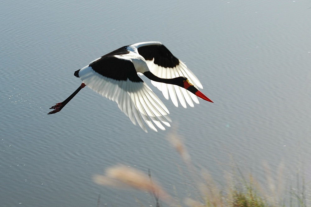 KNP - Sattelstorch