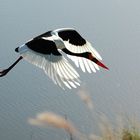 KNP - Sattelstorch