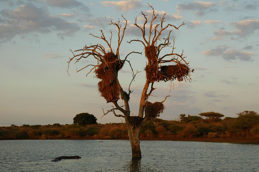 KNP - Sonnenaufgang am Sunset Dam