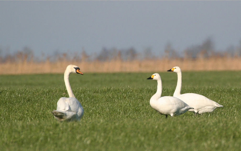 Knubbelnase und Knopfauge