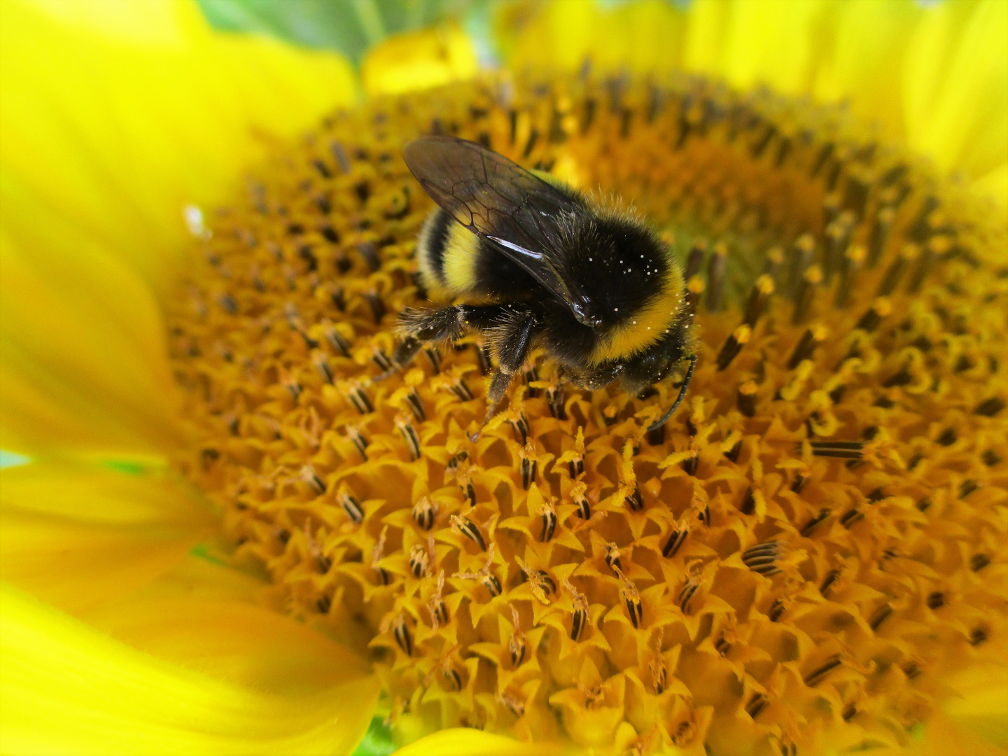 Knuddel-Bienchen