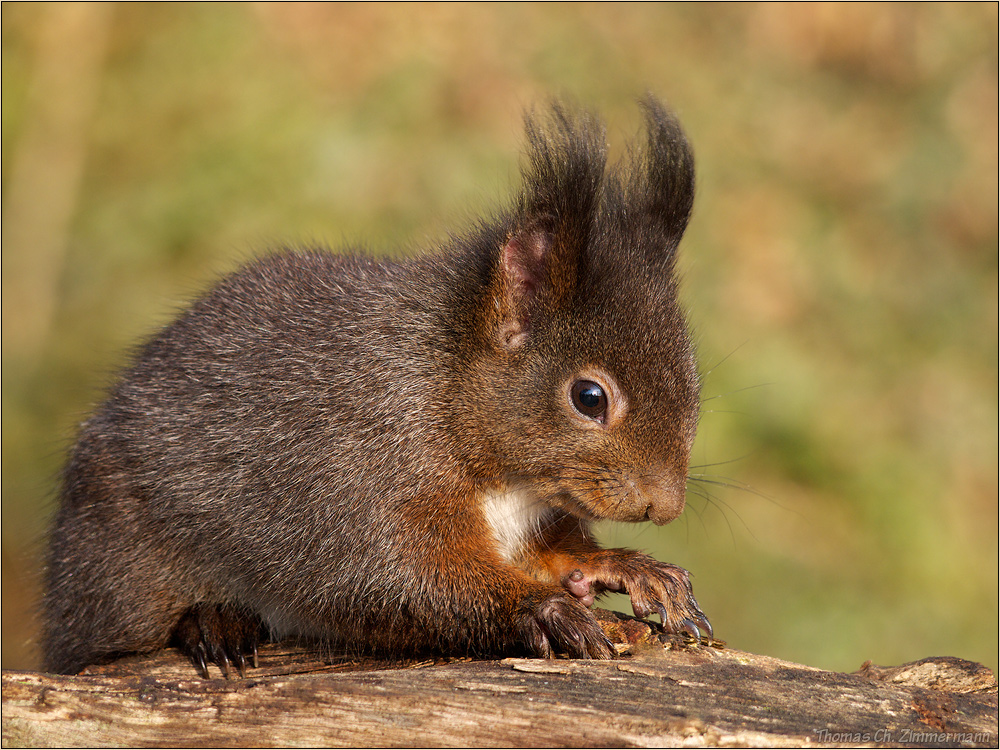 Knuddel -hörnchen