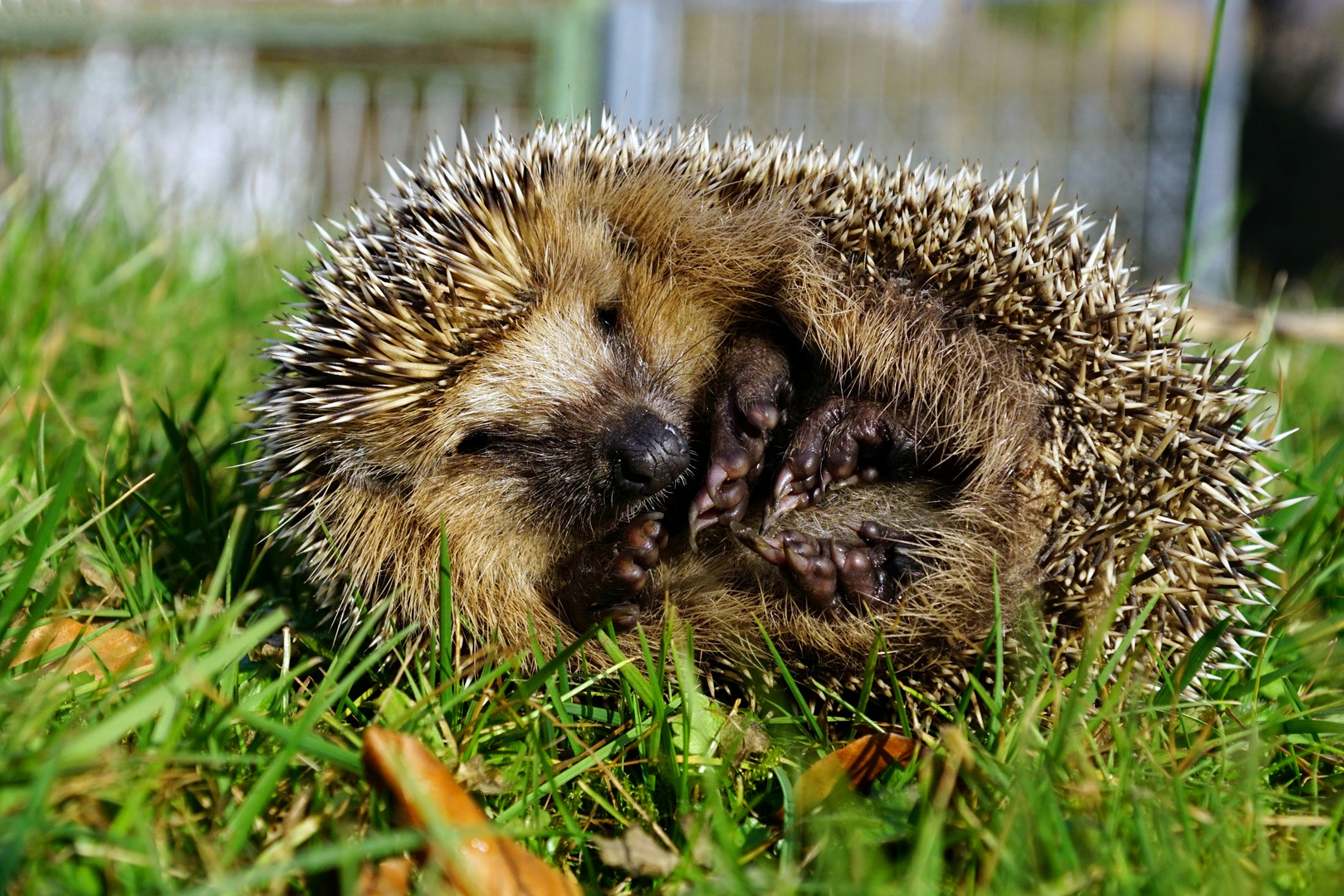 Knuddel mich... Igel im Winter