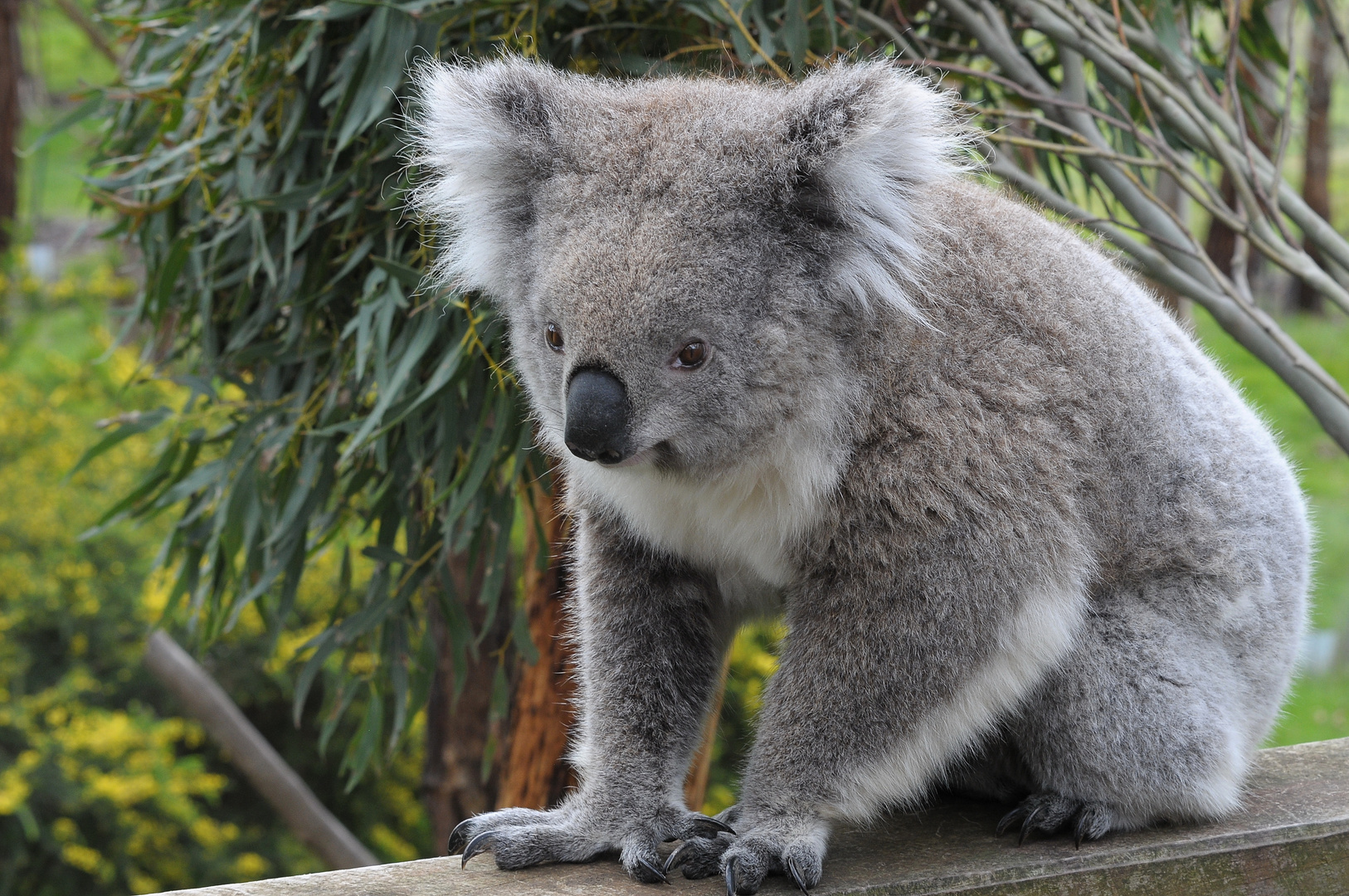 Knuddelaussie