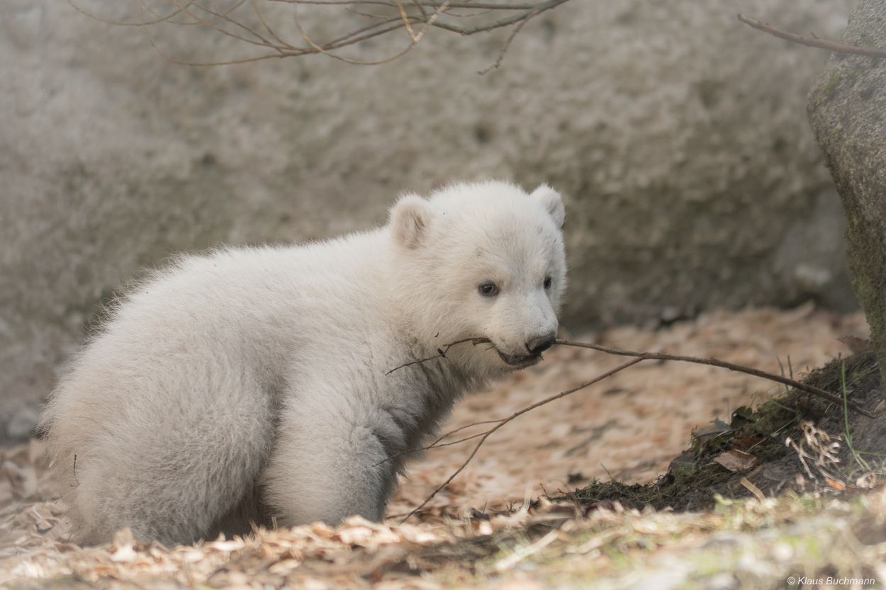 Knuddelbär