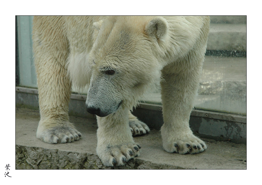 Knuddelbär zum anfassen von Heike Dunkel