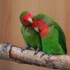 Knuddelbedürftige Liebesvögel