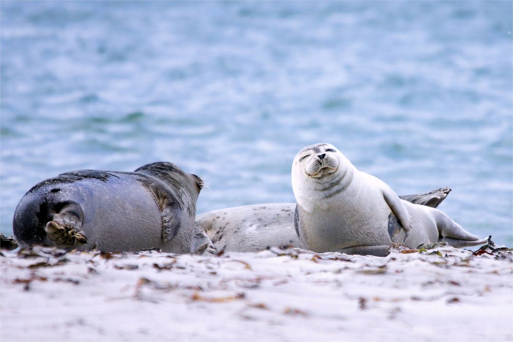 Knuddelchen auf Helgoland...