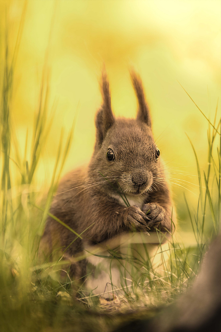 Knuddelhörnchen.