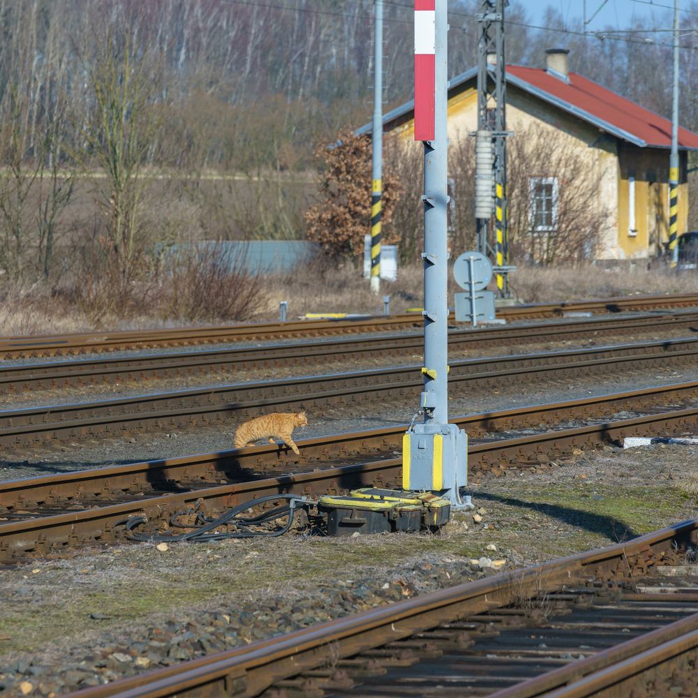 Knuddeliger Gleislatscher