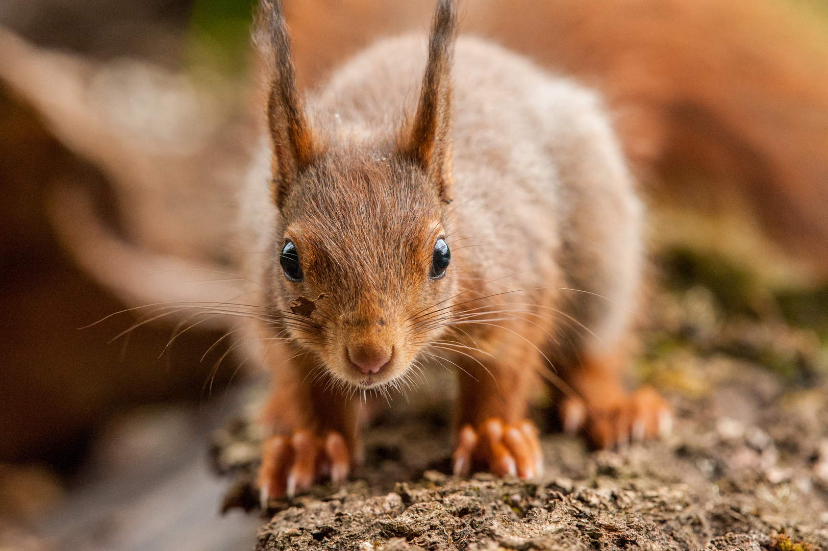 Knuddeliges Baby-Hörnchen