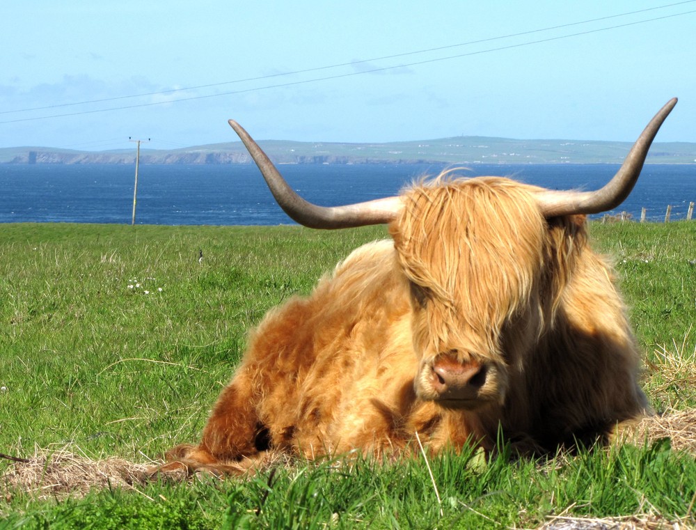 Knuddeliges Highland Cattle