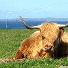 Knuddeliges Highland Cattle