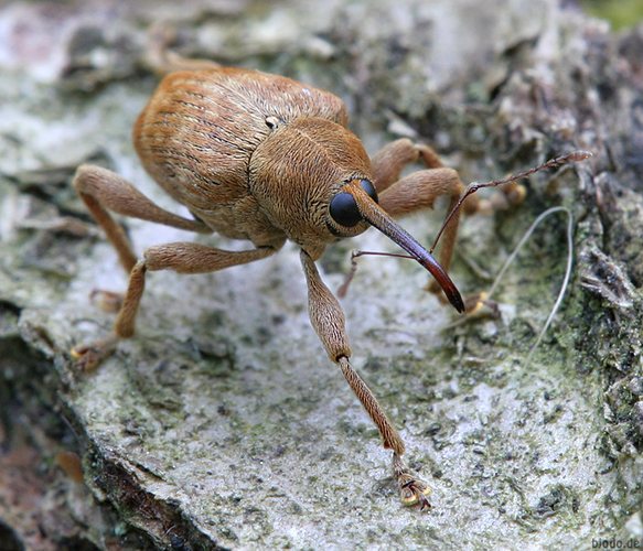 Knuddelkäfer Eichelbohrer