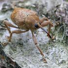 Knuddelkäfer Eichelbohrer