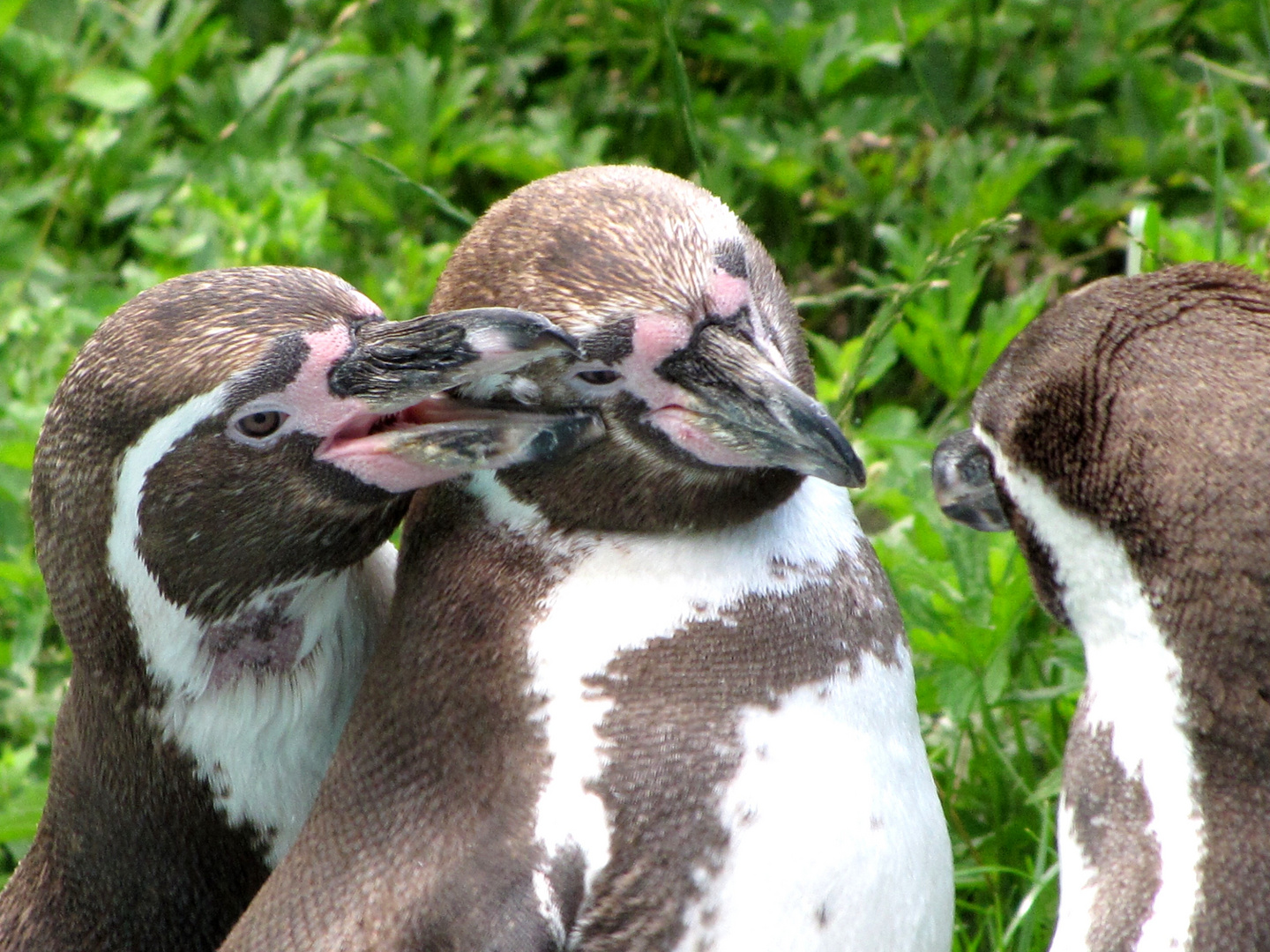 Knuddelnde Pinguine