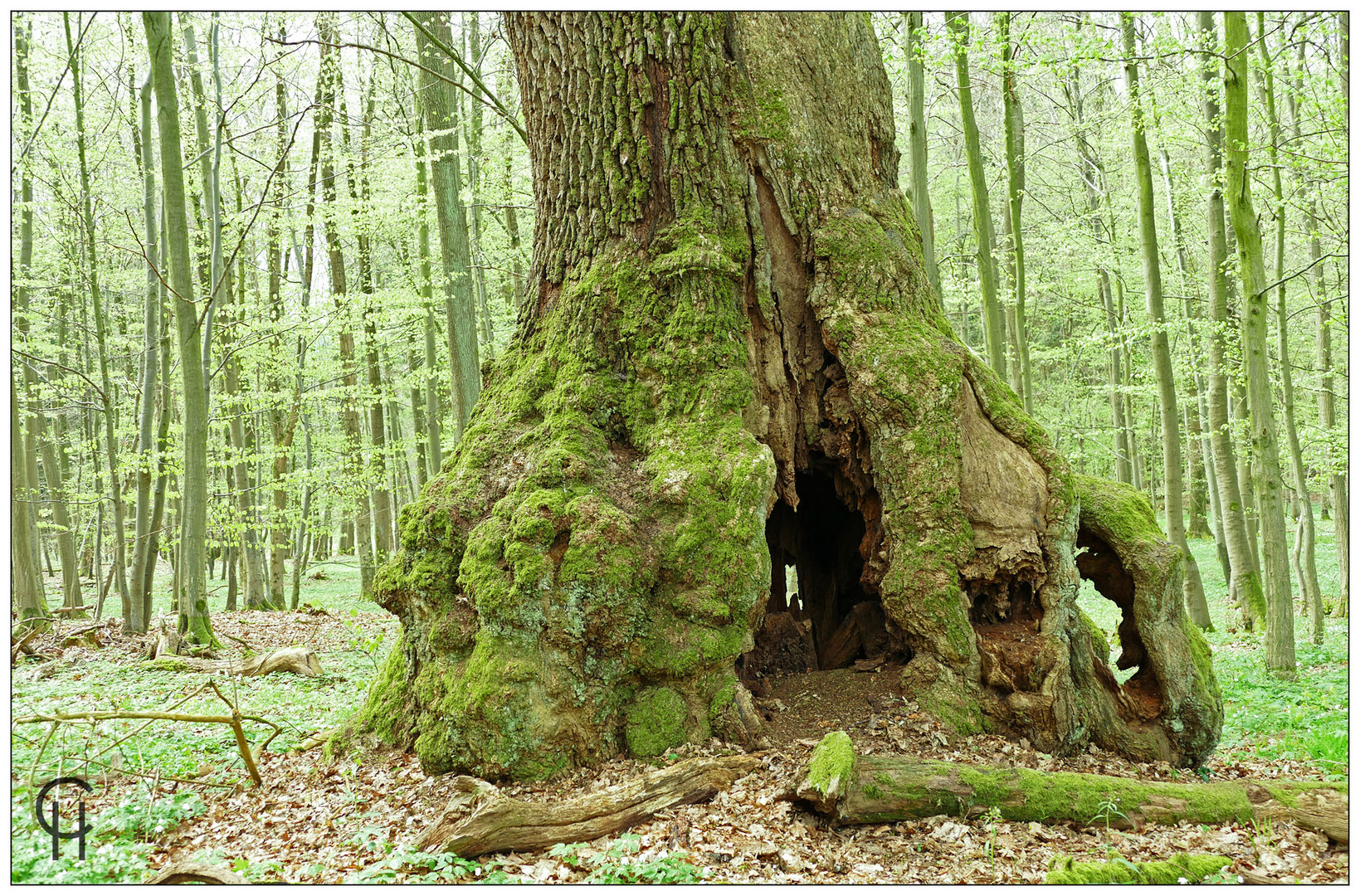 Knüllwald Impression Foto & Bild | wald, frühling, natur Bilder auf ...