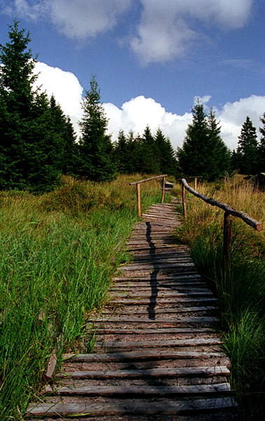 Knüppeldamm bei der Leistenklippe Harz