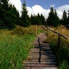 Knüppeldamm bei der Leistenklippe Harz