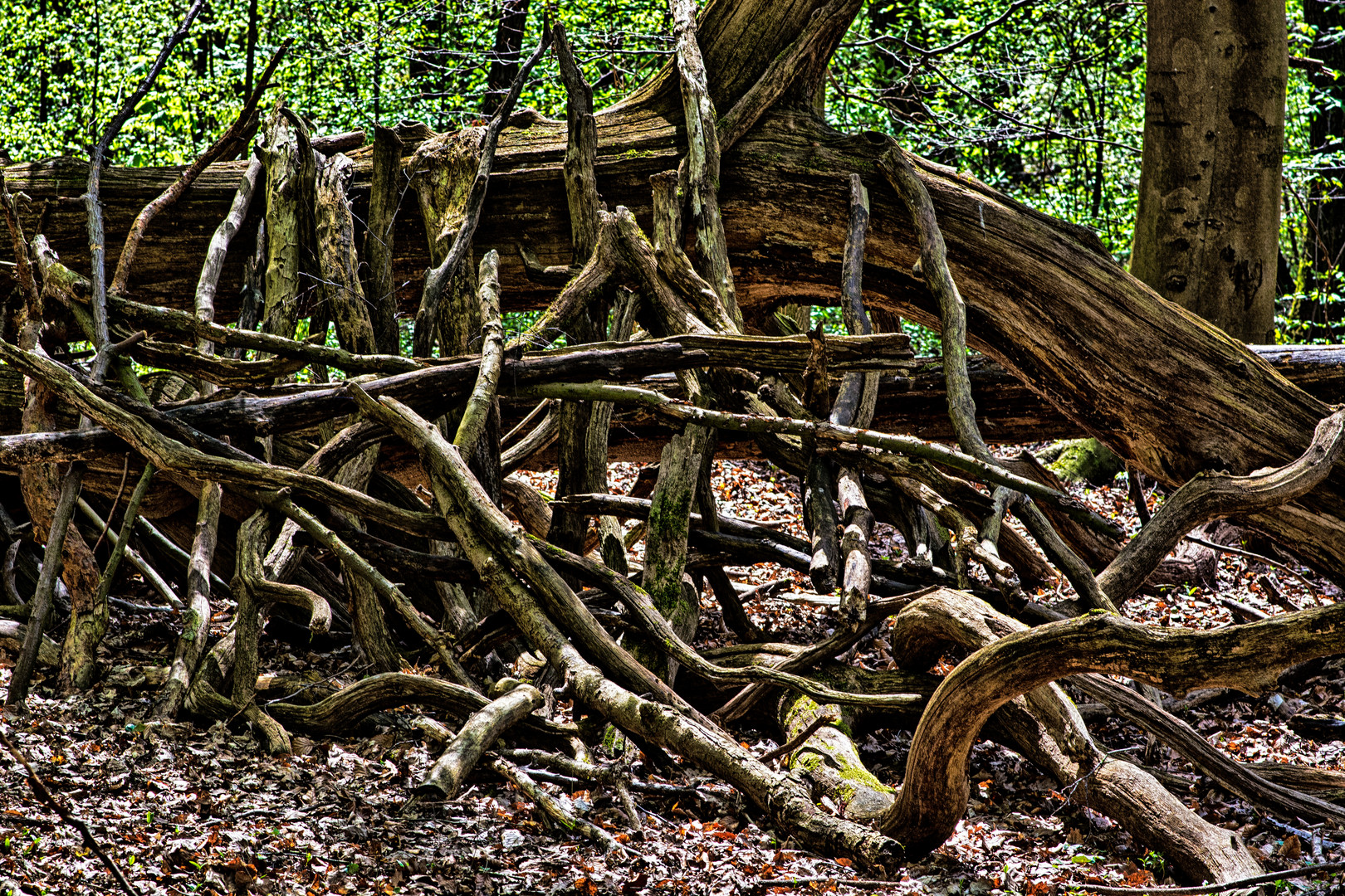 Knüppel.Wald