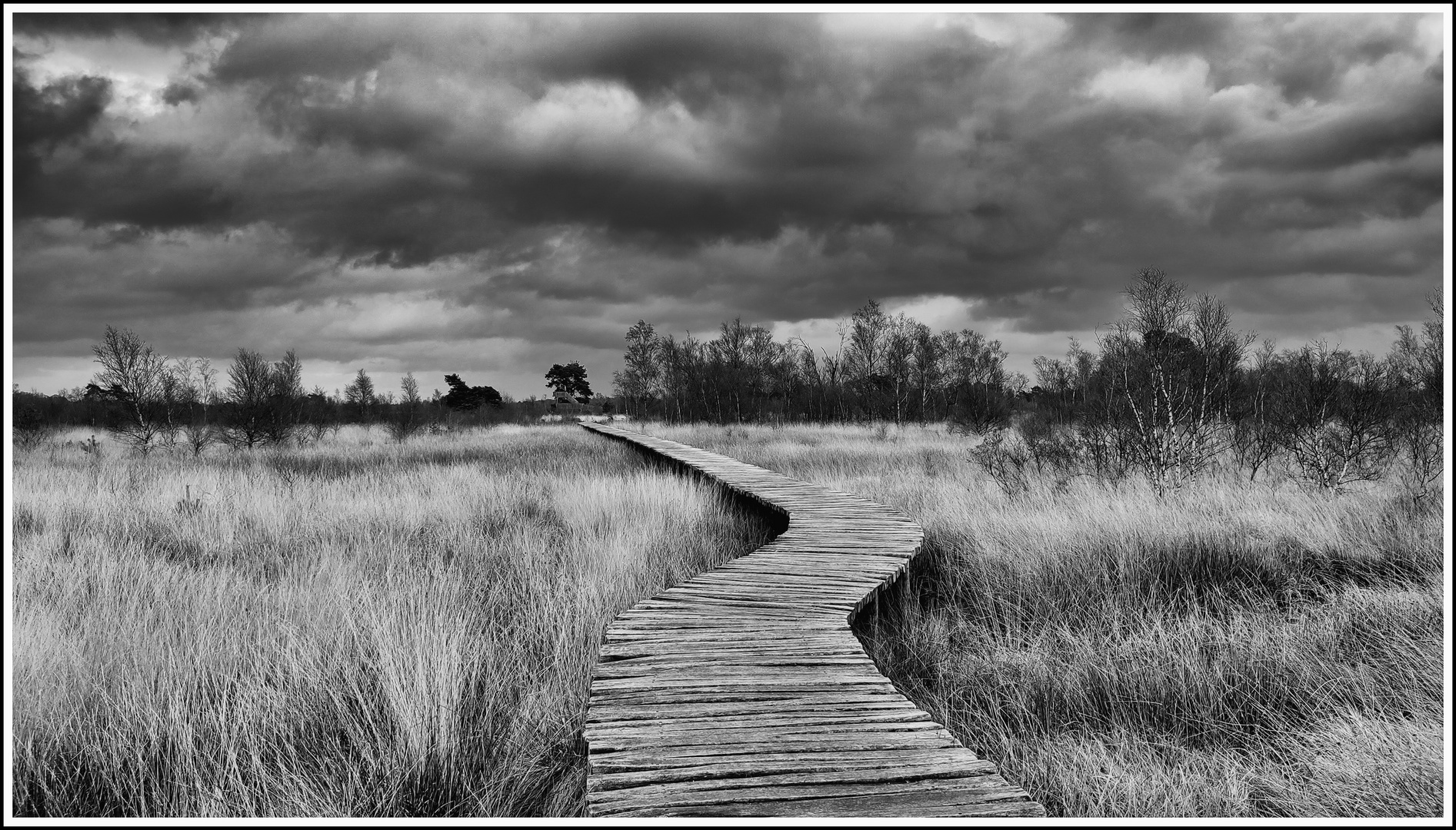 Knüppelweg in s/w