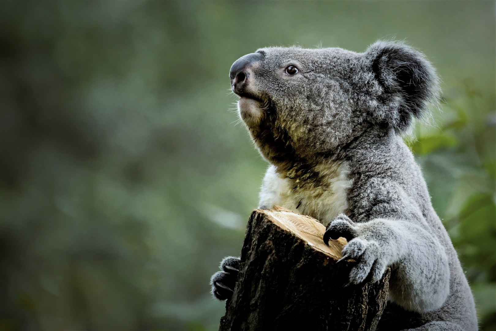 Knuffig................. Zoo Duisburg