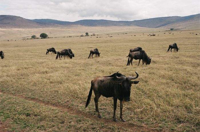 Knus im Ngorongoro-Krater