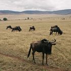 Knus im Ngorongoro-Krater