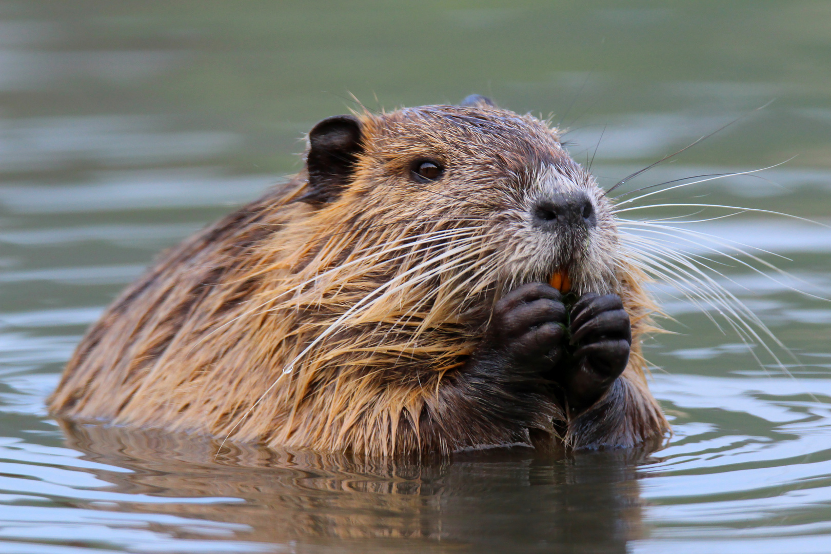 knusper knusper... Foto &amp; Bild | tiere, wildlife, säugetiere Bilder auf ...