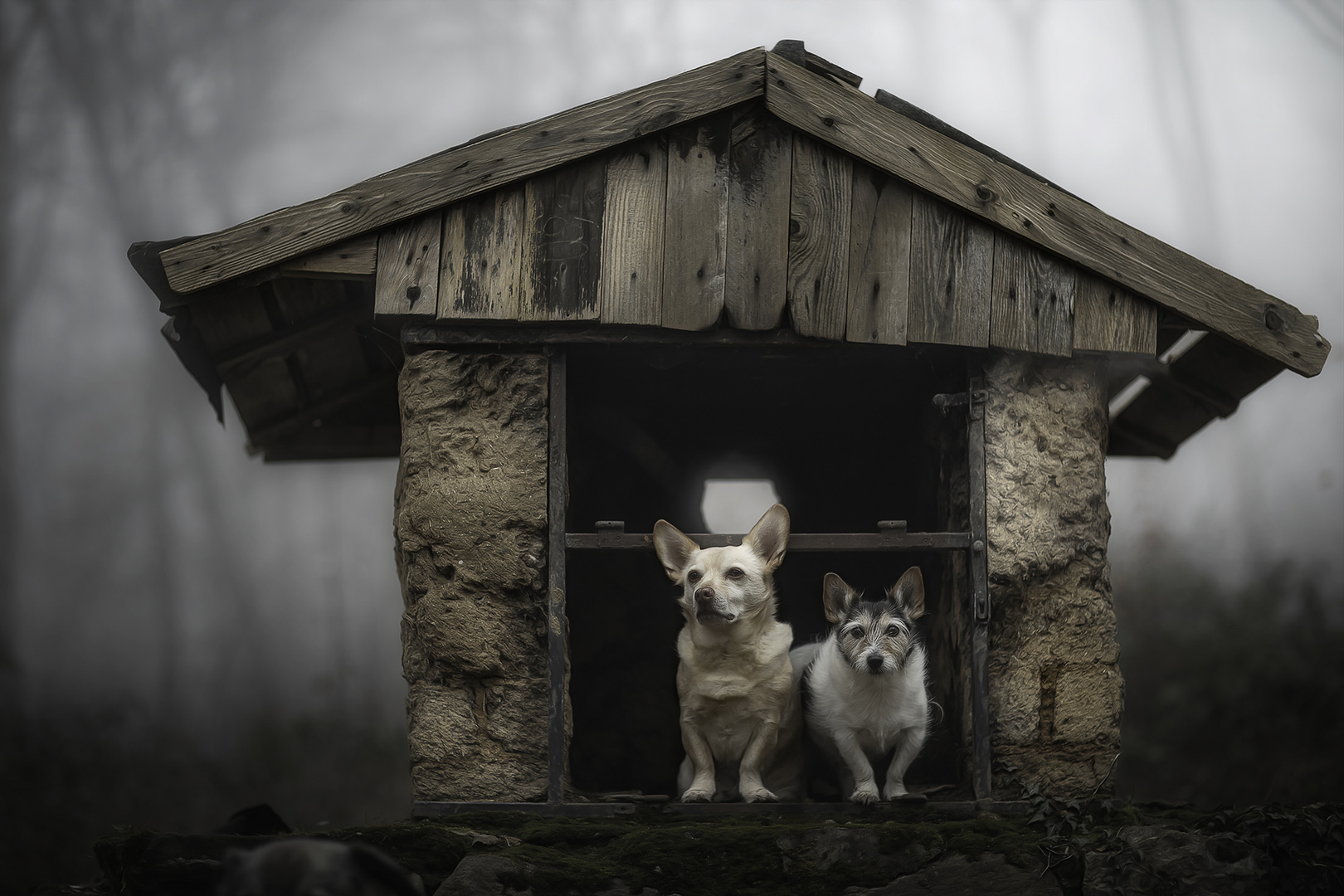 knusper knusper ... Foto &amp; Bild | wald, hunde, licht Bilder auf ...