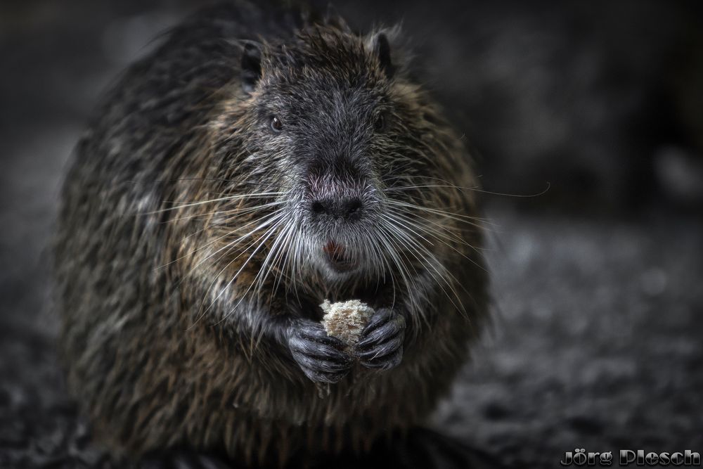 knusper knusper knäuschen