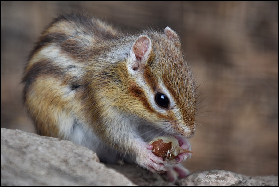 Knusper, knusper..knäuschen Foto &amp; Bild | sommer, nager, nuss Bilder ...