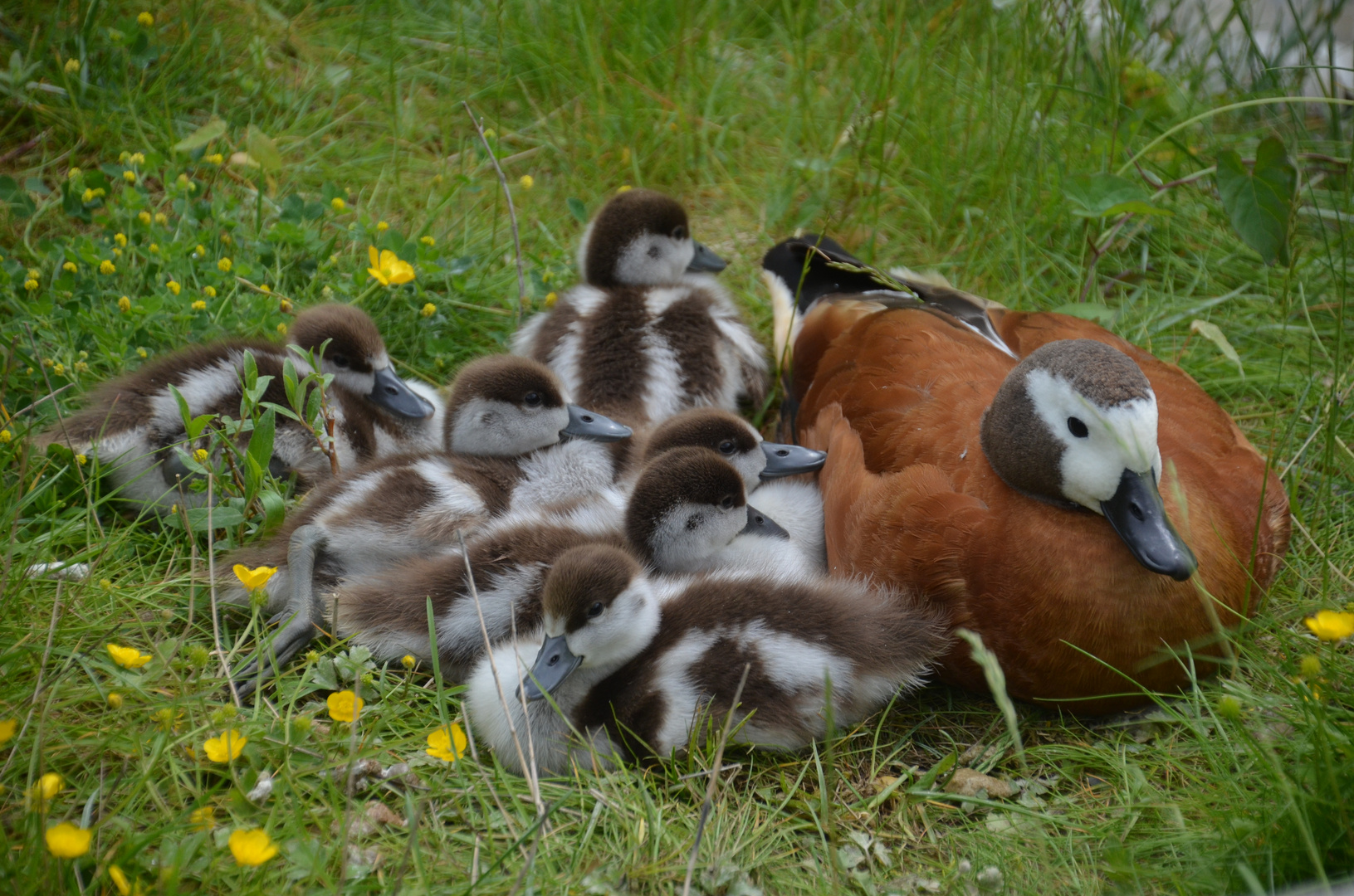 Knusperenten auf Gemüsebett