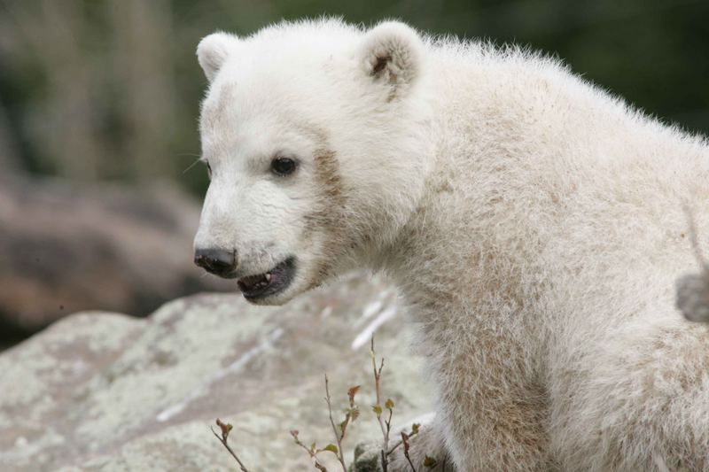 knut 03