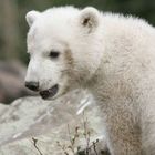 knut 03