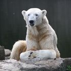 Knut