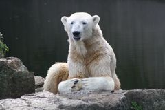 Knut