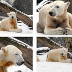 Knut